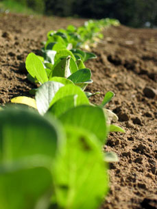 Champion Organic Farm Lettuce